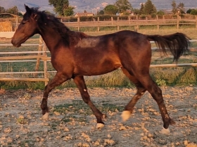Maverick d'alvio - Mediahorsesrace.com