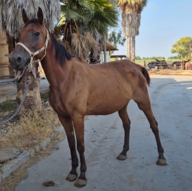 Zanymede fas - Mediahorsesrace.com