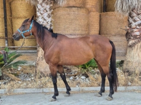 Tessa - Mediahorsesrace.com