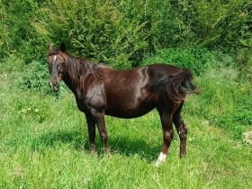 Romina ok - Mediahorsesrace.com