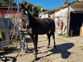 Genesis nap - Mediahorsesrace.com