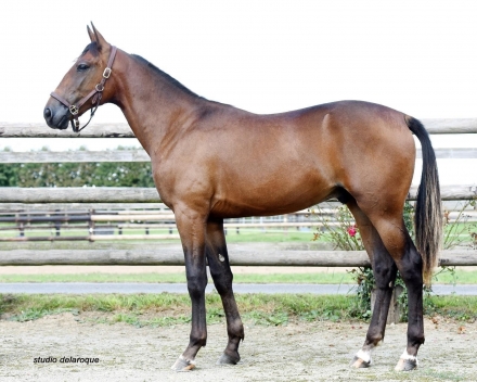  - Mediahorsesrace