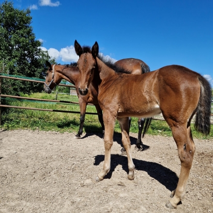  - Mediahorsesrace