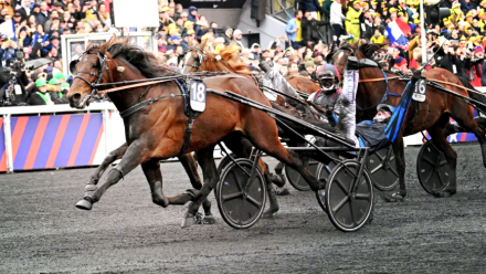 PUBBLICIZZA I TUOI STALLONI SU "TROT STALLIONS DIRECTORY" PER LA STAGIONE 2025 - Mediahorsesrace
