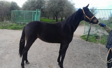  - Mediahorsesrace