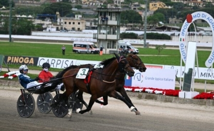 PUBBLICIZZA I TUOI STALLONI SU "TROT STALLIONS DIRECTORY" PER LA STAGIONE 2025 - Mediahorsesrace