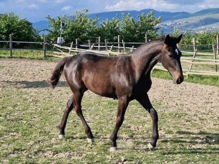  - Mediahorsesrace