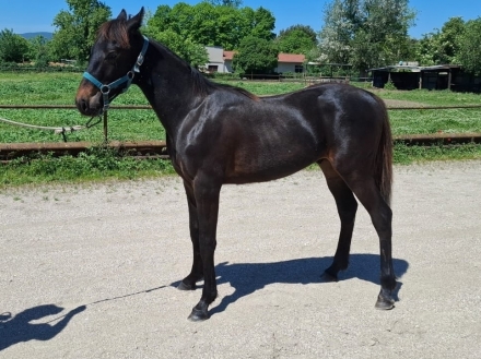  - Mediahorsesrace