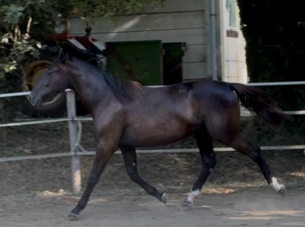  - Mediahorsesrace