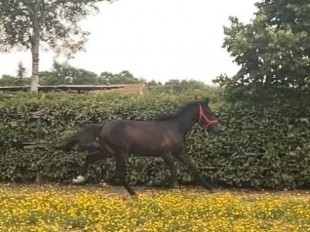  - Mediahorsesrace