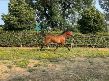  - Mediahorsesrace