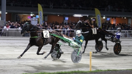 PUBBLICIZZA I TUOI STALLONI SU "TROT STALLIONS DIRECTORY" PER LA STAGIONE 2026 - Mediahorsesrace