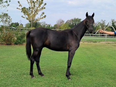  - Mediahorsesrace