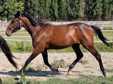  - Mediahorsesrace