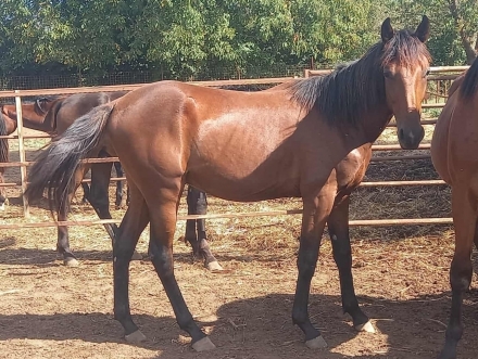  - Mediahorsesrace
