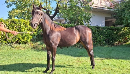  - Mediahorsesrace
