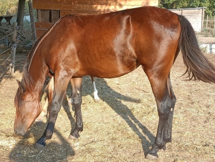  - Mediahorsesrace