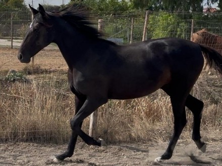  - Mediahorsesrace