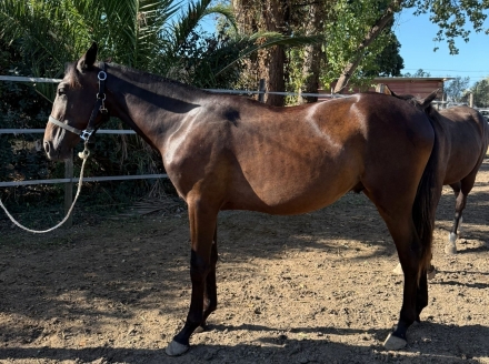  - Mediahorsesrace