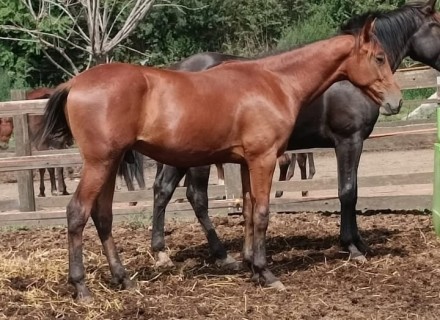  - Mediahorsesrace