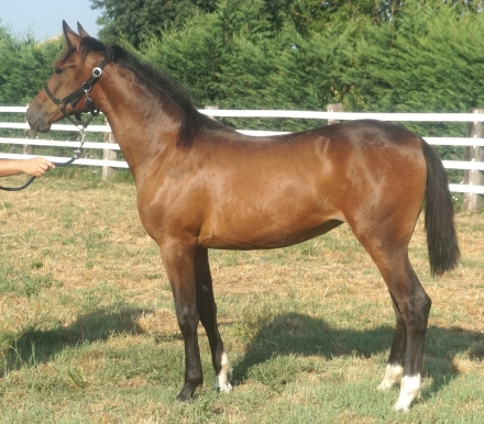  - Mediahorsesrace