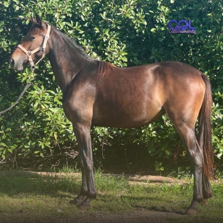  - Mediahorsesrace