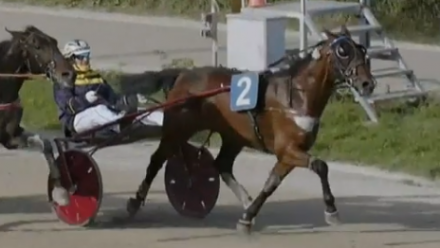  - Mediahorsesrace