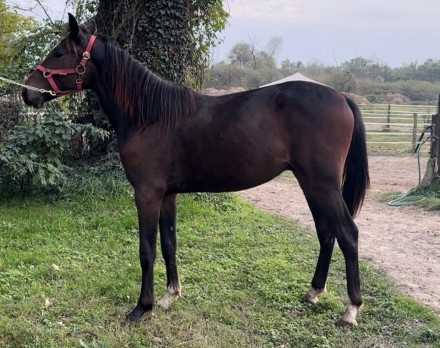  - Mediahorsesrace