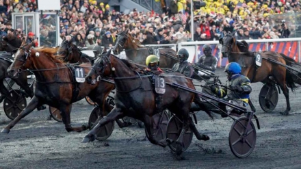 PUBBLICIZZA I TUOI STALLONI SU "TROT STALLIONS DIRECTORY" PER LA STAGIONE 2026 - Mediahorsesrace