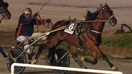  - Mediahorsesrace.com