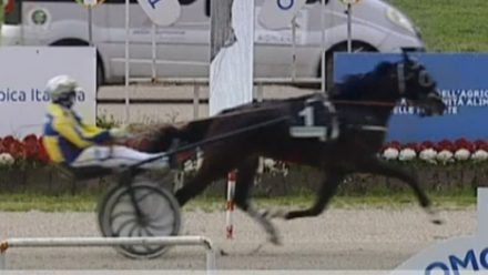  - Mediahorsesrace.com