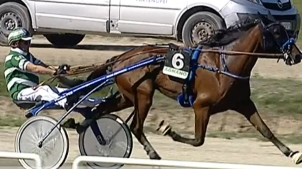  - Mediahorsesrace.com