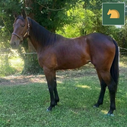  - Mediahorsesrace.com
