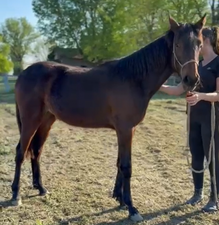  - Mediahorsesrace.com