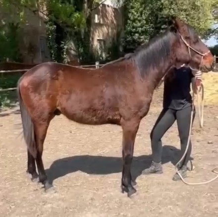  - Mediahorsesrace.com