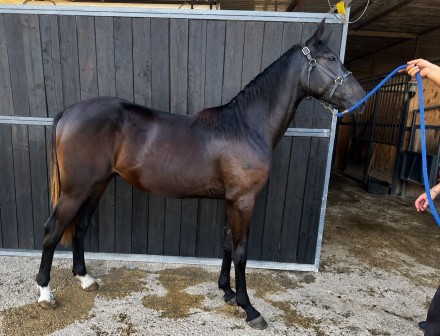  - Mediahorsesrace.com