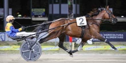 PUBBLICIZZA I TUOI STALLONI SU "TROT STALLIONS DIRECTORY" PER LA STAGIONE 2026 - Mediahorsesrace.com