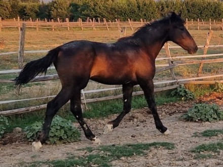  - Mediahorsesrace.com