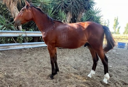  - Mediahorsesrace.com