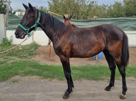 - Mediahorsesrace.com