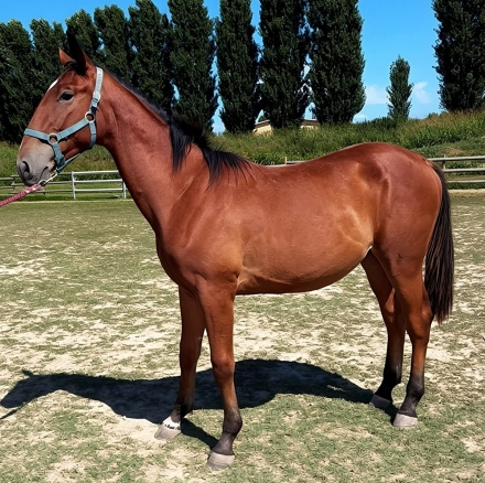  - Mediahorsesrace.com