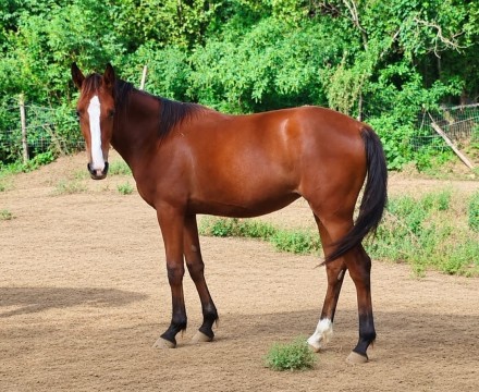  - Mediahorsesrace.com