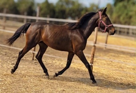  - Mediahorsesrace.com