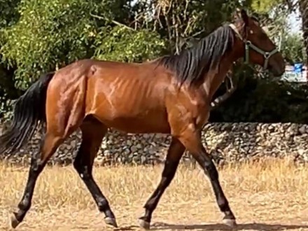  - Mediahorsesrace.com