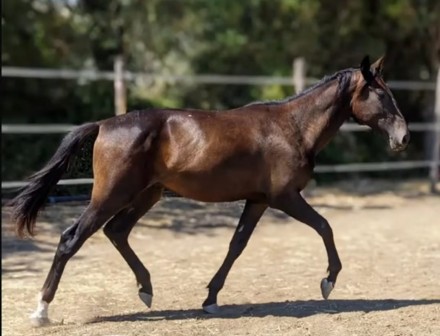  - Mediahorsesrace.com