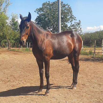  - Mediahorsesrace.com