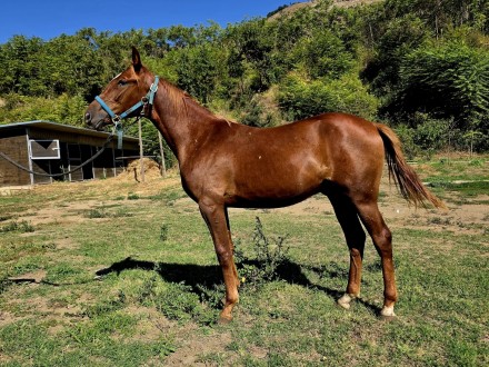  - Mediahorsesrace.com