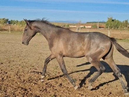  - Mediahorsesrace.com