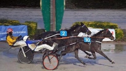  - Mediahorsesrace.com