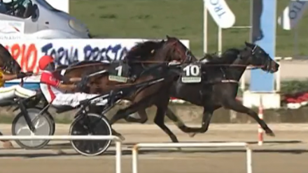  - Mediahorsesrace.com